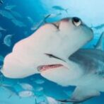 The Hammerhead Shark Unlimited Money Mod Apk 1.2.2 The Hammerhead Shark Unlimited Money Mod Apk 1.2.2